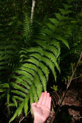 Osmunda cinnamomea- Cinnamon Fern