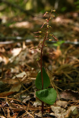Listera australis- Southern Twayblade