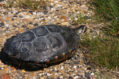 Diamondback Terrapin