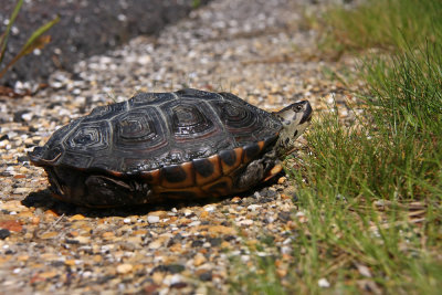 Diamondback Terrapin