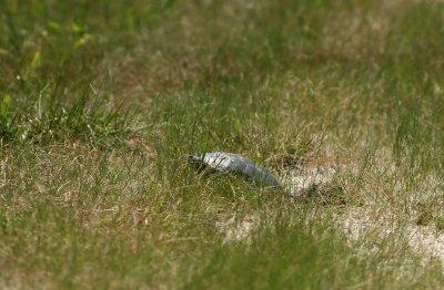 Diamondback Terrapin nesting