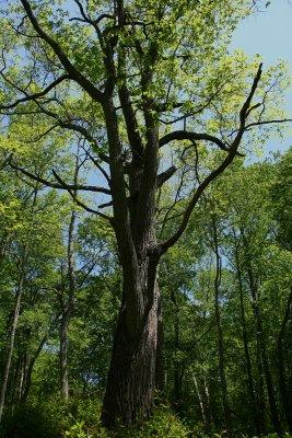 Sassafras albidum