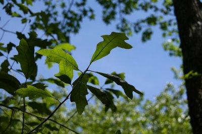IMG_8952.jpg