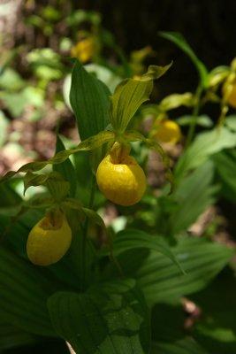 Cypripedium parviflorum var. pubescens- Yellow Ladys Slipper