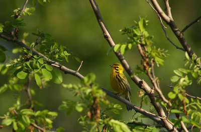 Prairie Warbler
