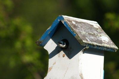 Tree Swallow