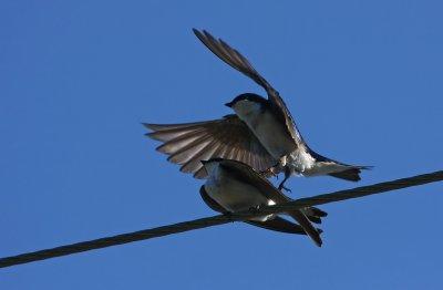Tree Swallows