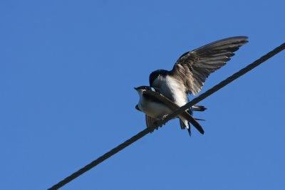 Tree Swallows