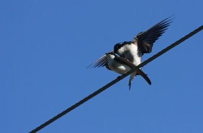 Tree Swallows