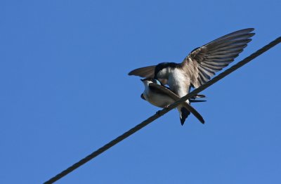 Tree Swallows