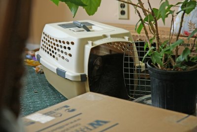 Smokey in cat carrier