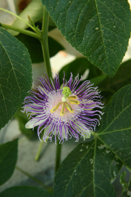 Passiflora incarnata- Passion Flower