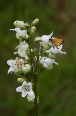 Penstemon digitalis- Foxglove Penstemon