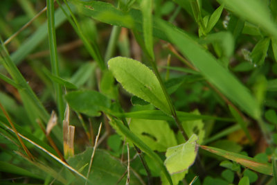 Lobelia spicata- Pale Spike Lobelia