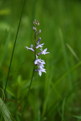 Lobelia spicata- Pale Spike Lobelia