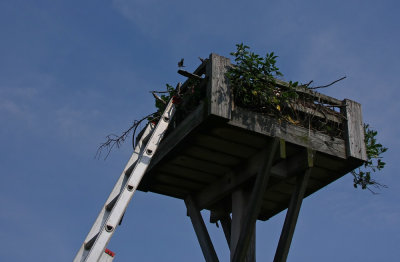 Osprey nest