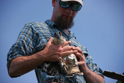 Ben Wurst (Conserve Wildlife) and Osprey