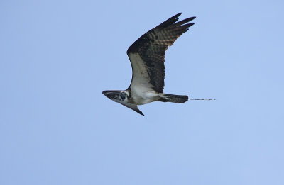 Osprey parent