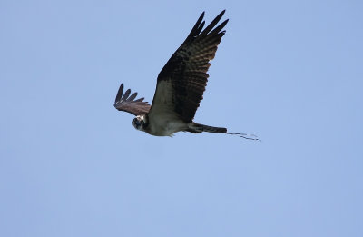 Osprey parent