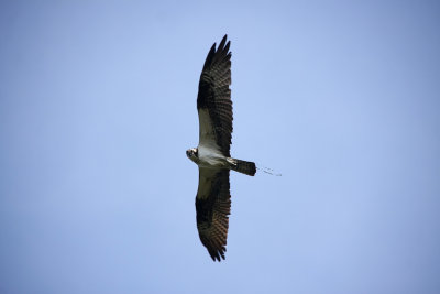 Osprey parent