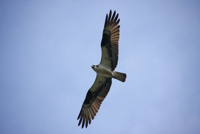 Osprey parent