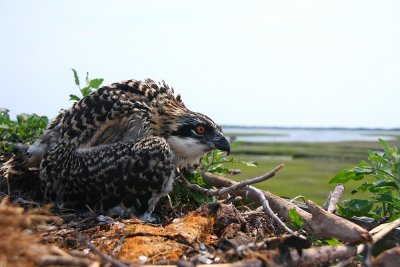 Osprey chick