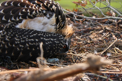 Osprey chick 