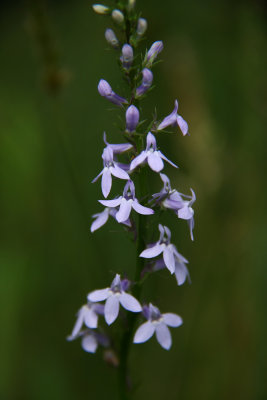 Lobelia spicata- Pale Spike Lobelia