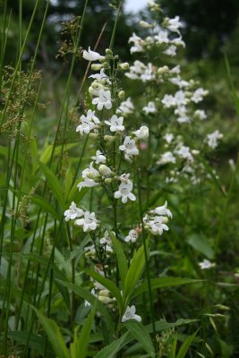 Penstemon digitalis- Foxglove Penstemon