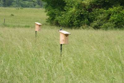 Tree Swallow box