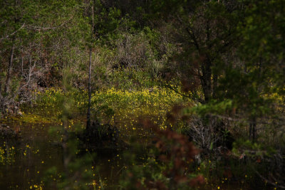 Utricularia striata- Striped Bladderwort