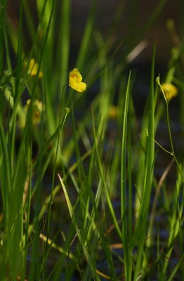 Utricularia striata- Striped Bladderwort