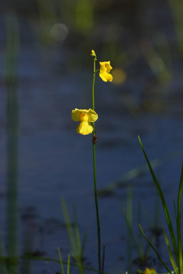 Utricularia striata- Striped Bladderwort
