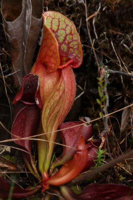 Sarracenia purpurea- Northern Pitcher Plant