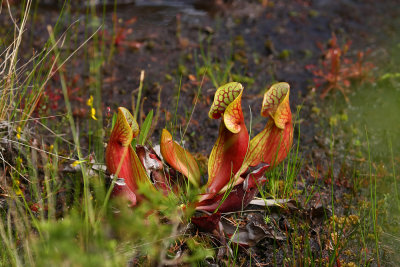 Sarracenia purpurea- Northern Pitcher Plant