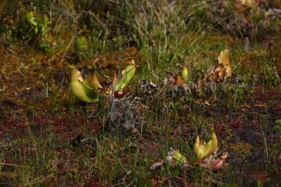 Sarracenia purpurea- Northern Pitcher Plant