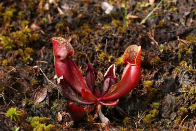 Sarracenia purpurea- Northern Pitcher Plant