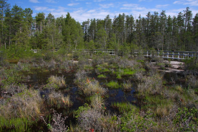 Webb's Mill Bog