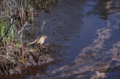Song Sparrow