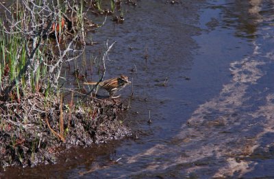 Song Sparrow