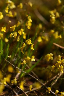 Utricularia subulata- Zigzag Bladderwort