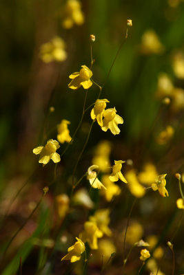 Utricularia subulata- Zigzag Bladderwort
