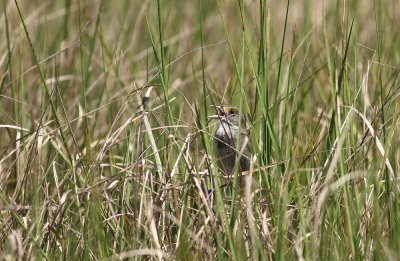 Seaside Sparrow