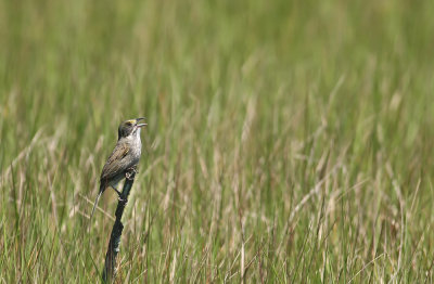 Seaside Sparrow