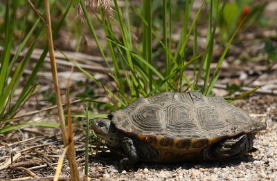 Diamondback Terrapin