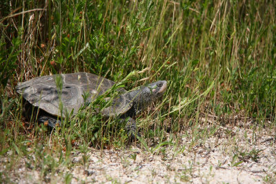 Diamondback Terrapin