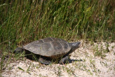 Diamondback Terrapin