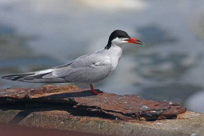 Common Tern