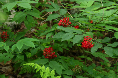 Sambucus racemosa- Red Elderberry