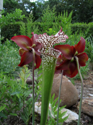 Sarracenia leucophylla in my bog garden